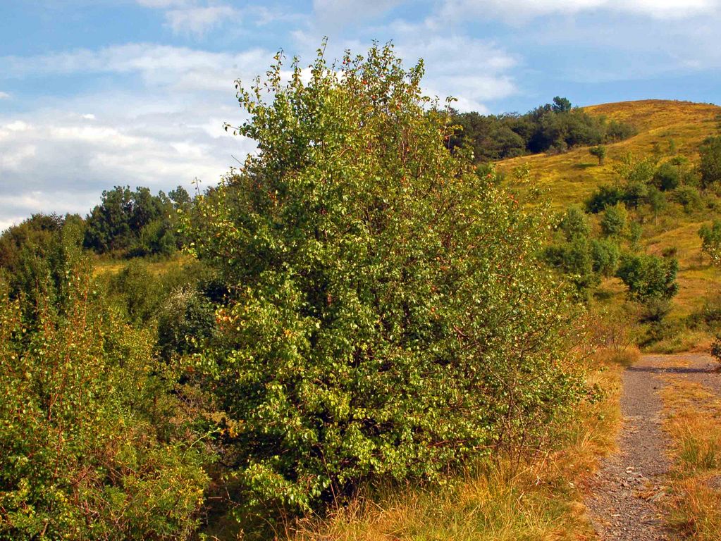 Pyrus pyraster